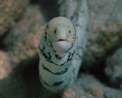 This Retiulated Moray was taken in 3ft. of water using a ... by Tom Blackburn 